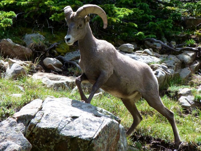 Big_horn_sheep
