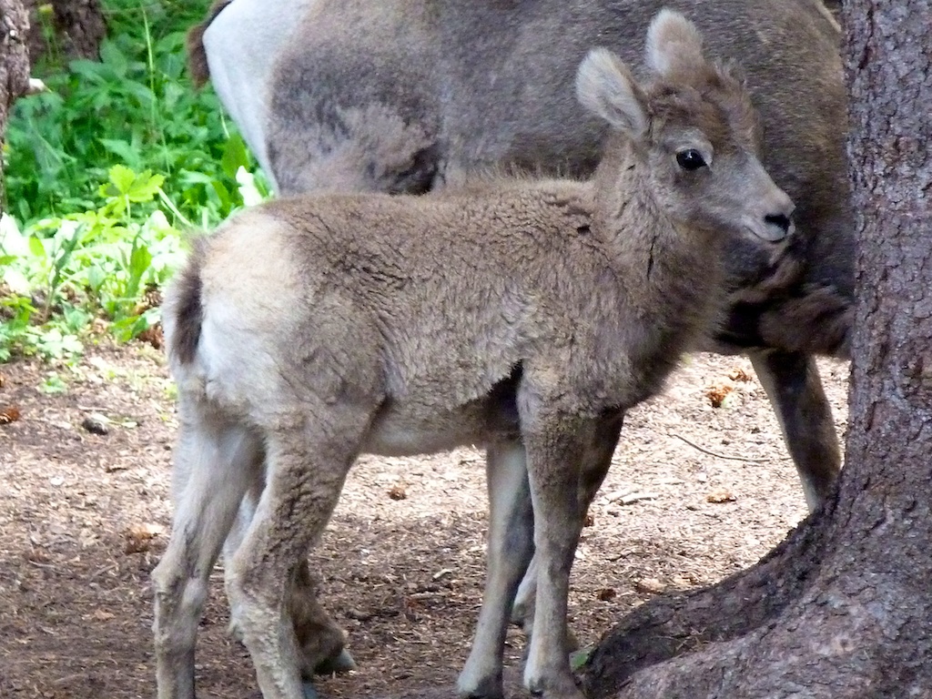 Baby_bighorn