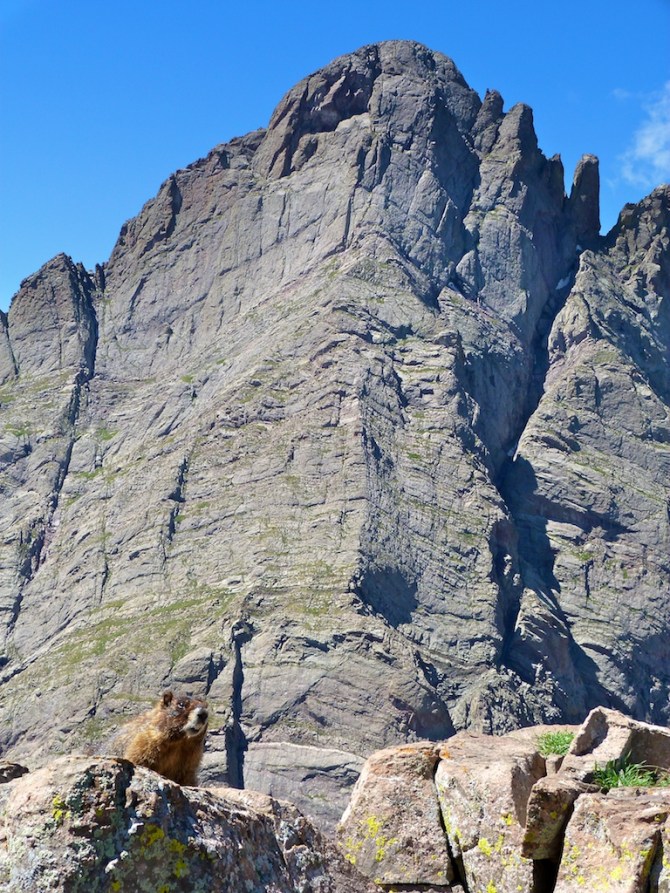 Marmot_below_crestone_peak