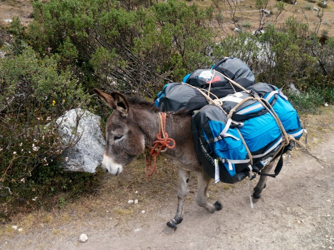 A donkey plods along laden with our gear