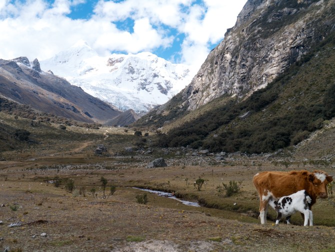 The valley was home to a heard of cattle.  They are known to steal packs and duffles from tent vestibules in search of salt from sweat.  